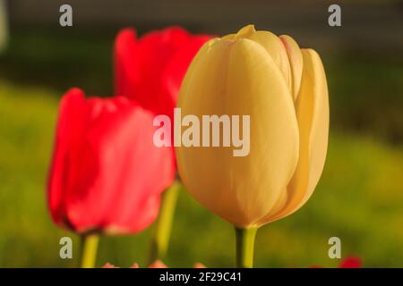 Große gelbe Blüte einer Tulpe im Sonnenschein mit roten Tulpen im Hintergrund. Grüne Blütenstängel der Gattung in der Lilienfamilie im Frühjahr. Wunderschönes B Stockfoto