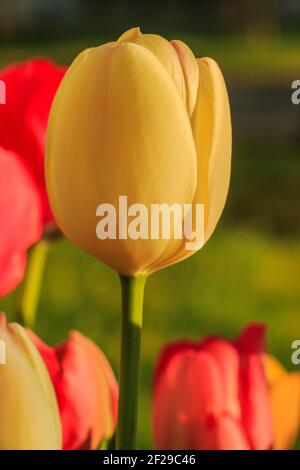 Große gelbe Blüte einer Tulpe im Sonnenschein. Blume im Detail im Frühling. Im Hintergrund gelbe und rote Blüten. Grüne Blütenstiele der Gattung Stockfoto