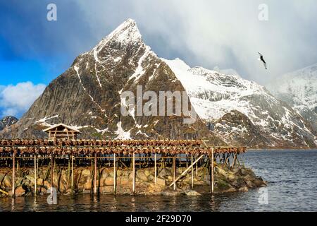 Kabeljau zum Trocknen auf Holzregalen vor dem Berg Olstinden, Moskenes, Lofoten, Norwegen. Trocknen von Kabeljau, um traditionelle Stockfisch auf Outd zu produzieren Stockfoto