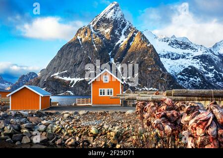 Kabeljau zum Trocknen auf Holzregalen vor dem Berg Olstinden, Moskenes, Lofoten, Norwegen. Trocknen von Kabeljau, um traditionelle Stockfisch auf Outd zu produzieren Stockfoto