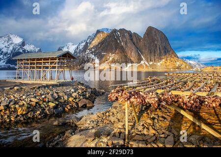 Kabeljau zum Trocknen auf Holzregalen vor dem Berg Olstinden, Moskenes, Lofoten, Norwegen. Trocknen von Kabeljau, um traditionelle Stockfisch auf Outd zu produzieren Stockfoto