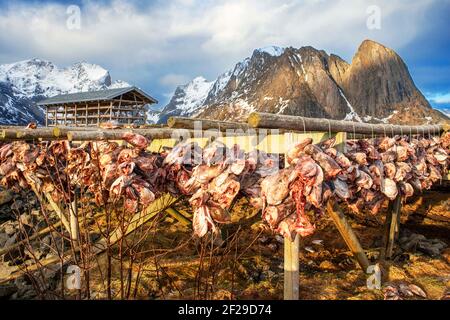 Kabeljau zum Trocknen auf Holzregalen vor dem Berg Olstinden, Moskenes, Lofoten, Norwegen. Trocknen von Kabeljau, um traditionelle Stockfisch auf Outd zu produzieren Stockfoto