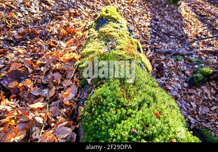 Grünes Moos auf einem faulen Baumstamm auf einem Waldweg als Hintergrund. Stockfoto