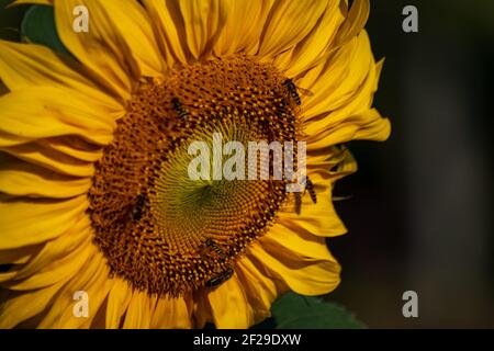 Honigbienen und Fliegen sammeln Pollen auf einer blühenden Sonnenblume Stockfoto