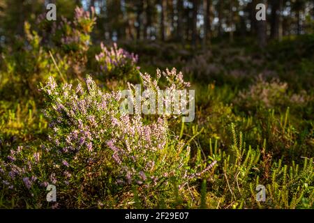 Feld der Heideblumen, Nahaufnahme im Wald Nahaufnahme von Heidekraut oder Heidekraut mit Blumen und Laub im Landwald. Stockfoto