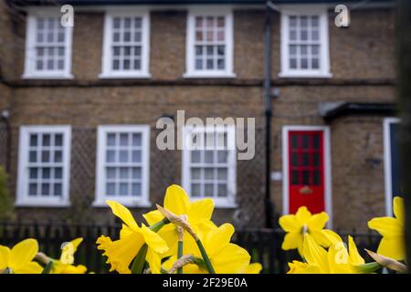 Frühling Narzissen vor der Reihe der britischen Reihenhäuser Stockfoto