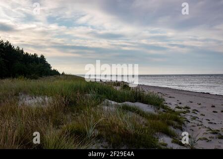 Dünengras an einem Sandstrand Ostsee Rigaer Golf Am sonnigen Abend Stockfoto