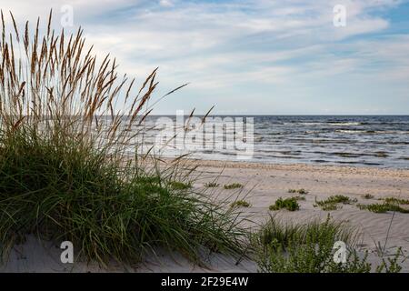 Dünengras an einem Sandstrand Ostsee Rigaer Golf Am sonnigen Abend Stockfoto