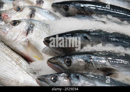 Gekühlter Fisch auf Eis. Bonito-Thunfisch, dorado und andere Meeresfische am Fischhändler Stockfoto