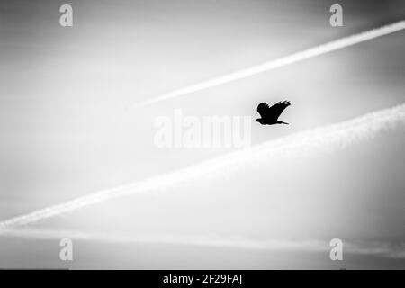 Vogel im Flug, Foto als Hintergrund Stockfoto