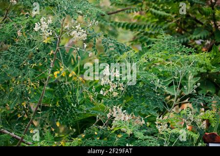 Drumstick moringa oleifera grün lang Gemüse scheint normalerweise in indien Stockfoto