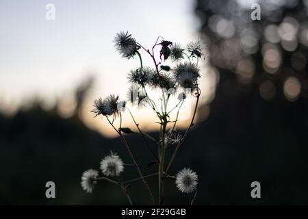 Getrocknete flauschige Samenblüte der Distelblume auf verschwommenem Hintergrund Stockfoto