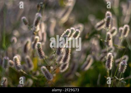 Frühlings-Naturszene. Wunderschöne Wiesenlandschaft. Park mit grünem Gras, verschwommenen Bäumen und Blumen. Ruhiger Naturhintergrund, Sonnenlicht. Stockfoto