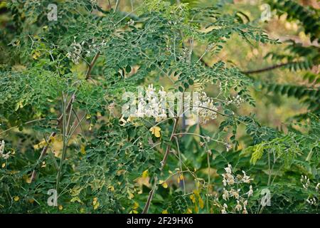 Drumstick Baum moringa oleifera grün lang Gemüse scheint in der Regel indien Stockfoto