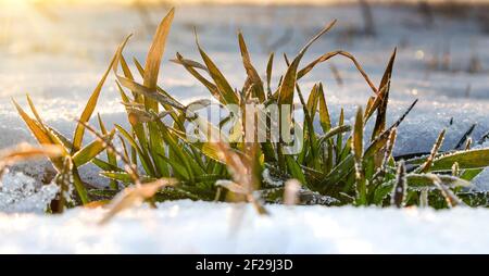 Morgen Sonnenstrahlen auf einem frostigen Blatt des Winterweizens, der im Frühling unter dem Schnee wächst. Stockfoto