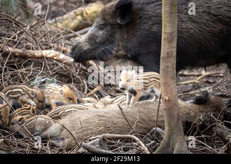 07. März 2021, Brandenburg, Stahnsdorf: Bachen und Frischlinge tummeln sich in ihrem Wurf bei Stahnsdorf. In und um die Brandenburgische Stadt gibt es viele Wildschweine. Die Tiere leben in den angrenzenden Wäldern und den sumpfigen Gebieten des Bäke-Tals. Aufgewütteltes Gras und zerstörte Vorgärten sind ein ständiger Beweis für die Anwesenheit der trotzigen Wildtiere, die auch nachts auf der Suche nach Nahrung durch das Dorf Streifen. Da es sich um ein Wohngebiet handelt, ist die Jagd aus Sicherheitsgründen nicht möglich. Es ist auch umstritten, ob die Bevölkerung durch die Jagd überhaupt eingedämmt werden kann, wie Wil Stockfoto