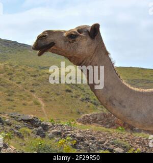 Kamelwanderung durch sonnige Wüste. Stockfoto