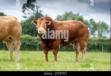 Pedigree Limousin Rind Stier auf den Feldern mit seiner Herde von Kühen. Yorkshire, Großbritannien. Stockfoto