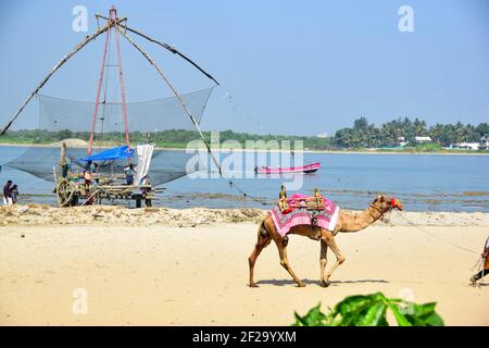 Kamel und chinesische Fischernetze, Kochi, Cochin, Kerala, Indien Stockfoto