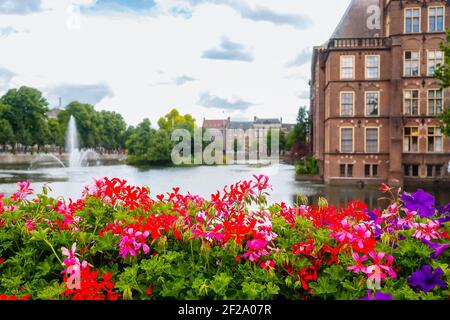 Schöne Frühlingsblumen am Rande des Sees in der Nähe holländisches parlamentsgebäude in Den Haag Niederlande Stockfoto