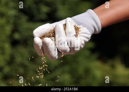 Einrichten eines Rasens. Eine weibliche Hand mit Handschuhen, die Grassamen aussaat. Stockfoto