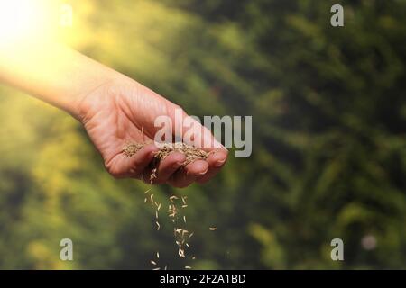 Eine Frau Hand Aussaat Gras Samen. Einrichten eines Rasens. Arbeiten im Garten. Stockfoto