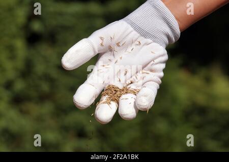 Eine weibliche Hand mit Handschuhen, die Grassamen aussaat. Einrichten eines Rasens. Arbeiten im Garten. Stockfoto