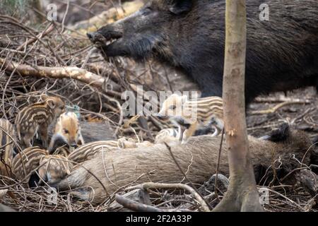 07. März 2021, Brandenburg, Kleinmachnow: Bachen und Frischlinge tummeln sich in ihrem Wurf bei Stahnsdorf. In und um die Brandenburgische Stadt gibt es viele Wildschweine. Die Tiere leben in den angrenzenden Wäldern und den sumpfigen Gebieten des Bäke-Tals. Aufgewütteltes Gras und zerstörte Vorgärten sind ein ständiger Beweis für die Anwesenheit der trotzigen Wildtiere, die auch nachts auf der Suche nach Nahrung durch das Dorf wandern. Da es sich um ein Wohngebiet handelt, ist die Jagd aus Sicherheitsgründen nicht möglich. Es ist auch umstritten, ob die Bevölkerung durch die Jagd überhaupt eingedämmt werden kann, wie Stockfoto