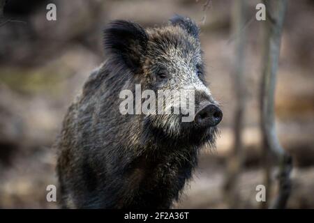 08. März 2021, Brandenburg, Kleinmachnow: In und um die brandenburgische Kleinmachnow gibt es sehr viele Wildschweine. Die Tiere leben in den angrenzenden Wäldern und den sumpfigen Gebieten des Bäketal. Aufgewühnte grüne Streifen und zerstörte Vorgärten sind ein ständiger Beweis für die Anwesenheit der trotzigen Wildtiere, die auch nachts auf der Suche nach Nahrung durch die Stadt ziehen. Da es sich um ein Wohngebiet handelt, ist die Jagd aus Sicherheitsgründen nicht möglich. Es ist auch umstritten, ob die Bevölkerung durch die Jagd überhaupt eingedämmt werden kann, da Wildschweine mit erhöhten Fortpflanzung reagieren, wenn die sozialen s Stockfoto