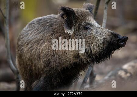 08. März 2021, Brandenburg, Kleinmachnow: In und um die brandenburgische Kleinmachnow gibt es sehr viele Wildschweine. Die Tiere leben in den angrenzenden Wäldern und den sumpfigen Gebieten des Bäketal. Aufgewühnte grüne Streifen und zerstörte Vorgärten sind ein ständiger Beweis für die Anwesenheit der trotzigen Wildtiere, die auch nachts auf der Suche nach Nahrung durch die Stadt ziehen. Da es sich um ein Wohngebiet handelt, ist die Jagd aus Sicherheitsgründen nicht möglich. Es ist auch umstritten, ob die Bevölkerung durch die Jagd überhaupt eingedämmt werden kann, da Wildschweine mit erhöhten Fortpflanzung reagieren, wenn die sozialen s Stockfoto