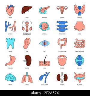 Symbole für menschliche Organe im farbigen Linienstil. Sammlung anatomischer Symbole. Vektorgrafik. Stock Vektor