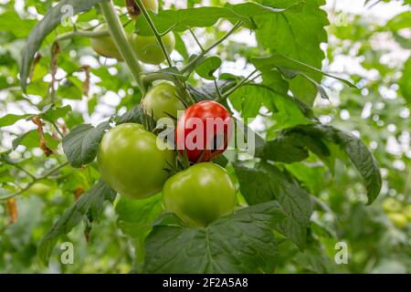 Noch grüne, unreife, junge Tomatenfrüchte, die von Blütenendfäule betroffen sind. Diese physiologische Störung in der Tomate, verursacht durch Kalziummangel. Stockfoto