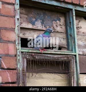 Taube saß auf gebrochenem Industriefenster im Herzen von Stadtzentrum von Manchester Stockfoto