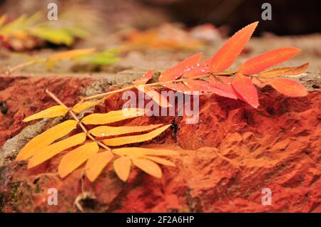 Bunte Herbstblätter der Esche liegen auf dem Stein Stockfoto