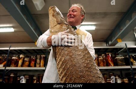 Fischkurator im neuen Charles Darwin Flügel des Natural History Museum, hält eine erhaltene Arapaima, die der größte Süßwasserfisch bekannt ist scientists,24 September 2002 Foto Andy Paradise Stockfoto