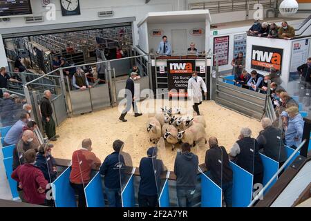 Masham gimmer Lämmer, die während der Pandemie von Covid-19 in einem Viehmarkt verkauft werden, wobei die Bauern Gesichtsmasken tragen. Cumbria, Großbritannien. Stockfoto