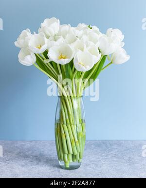 Weiße Tulpen in transparenter Vase auf farbigem Hintergrund. Frühjahrskonzept. Stockfoto