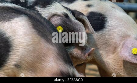 Schweine in einem Auktionsmarkt, Cumbria, Großbritannien. Stockfoto