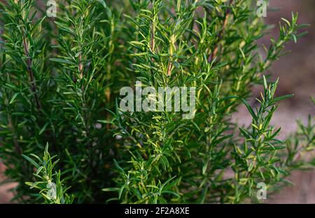 Frischer Rosmarin wächst in einem Garten auf grünem Hintergrund. Anbau von Heilkräutern und Kräuterkräutern. Nahaufnahme. Stockfoto