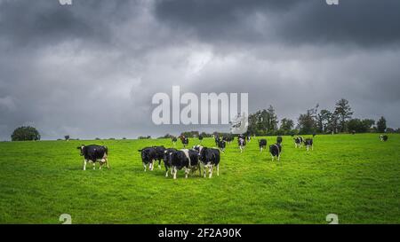 Herde von Kühen oder Rindern auf frischem Grünfeld oder Weide mit dunklem, launischem Himmel im Hintergrund, Grafschaft Tipperary, Irland Stockfoto