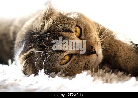 Eine niedliche lustige Katze liegt auf einem flauschigen Teppich im Haus unter den Sonnenstrahlen. Golden Ticked Fold Scottish Katze. Stockfoto