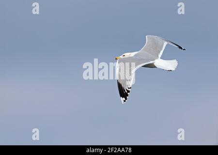 Eine Kaspische Möwe (Larus cachinnans) Im Flug an einem See in der Stadt Berlin Stockfoto