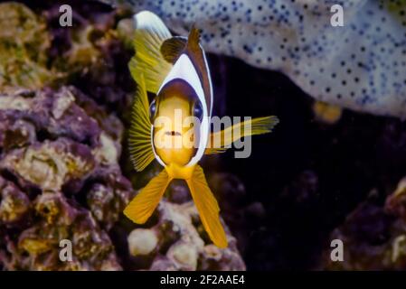 Amphiprion clarkii, bekannt als Clarks Anemonefisch und Gelbschwanzclownfisch, ist ein Meeresfisch, der zur Familie Pomacentridae, dem Clownf, gehört Stockfoto