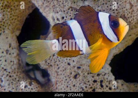 Amphiprion clarkii, bekannt als Clarks Anemonefisch und Gelbschwanzclownfisch, ist ein Meeresfisch, der zur Familie Pomacentridae, dem Clownf, gehört Stockfoto