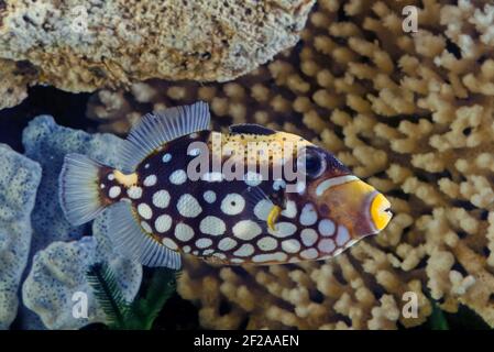 Der Clown-Drückerfisch (Balistoides concisillum), auch als bigfleckiger Drückerfisch bekannt, ist ein mariner Grundfisch aus der Familie Balistid Stockfoto