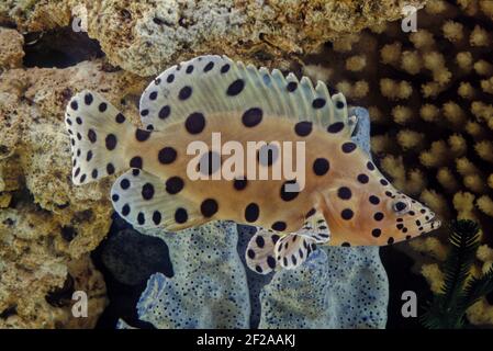 Der Buckelzackenbarsch (Cromileptes altivelis), Panther Zackenbarsch oder (in Australien) Barramundi Kabeljau ist eine Art mariner Rochenflossen-Fische, von denen ein Zackenbarsch stammt Stockfoto