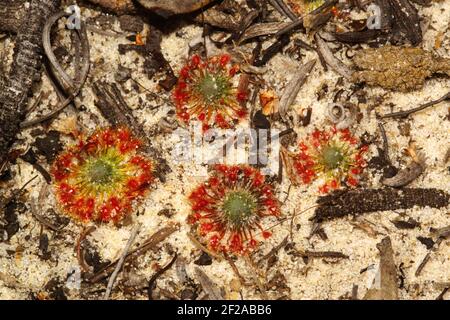 Fleischfressende Zwergsonden Drosera sargentii mit roten klebrigen Blättern im weißen Sand, natürlicher Lebensraum in der Nähe von Hopetoun, Westaustralien Stockfoto