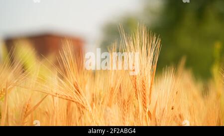 Weizenfeld in Indien. Ohren von goldenen Weizenpflanzen mit Sonnenuntergang Landschaft. Reifende trockene Ohren von Weizenfeld. Erntegut der Wintersaison Stockfoto