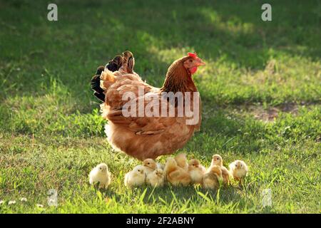 Mutter Henne mit Hühnern in einem ländlichen Hof.Hühner in einem Gras im Dorf gegen die Sonne Fotos.Gallus gallus domesticus.Geflügel Bio Farm.Sustainab Stockfoto