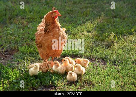 Hühner im Gras im Dorf gegen Sonnenfotos. Gallus gallus domesticus. Hühner und Hühner in einem ländlichen Hof, Freilandhaltung. Stockfoto